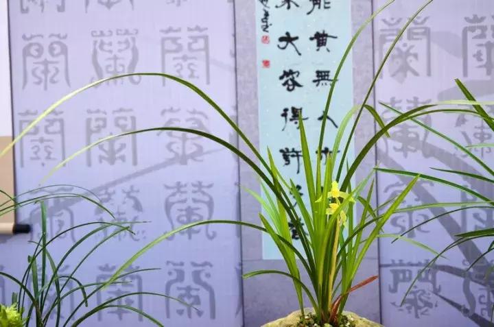 兰花未来市场行情,兰花价格行情在哪里看