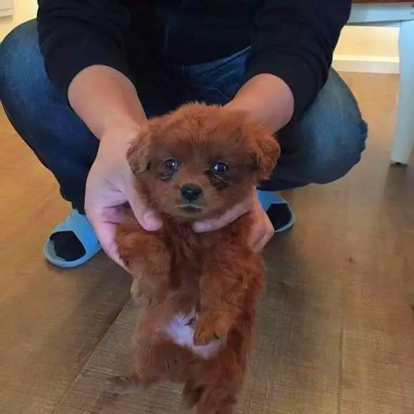 双11在网上买了不少东西,在网上花9.9元买的狗