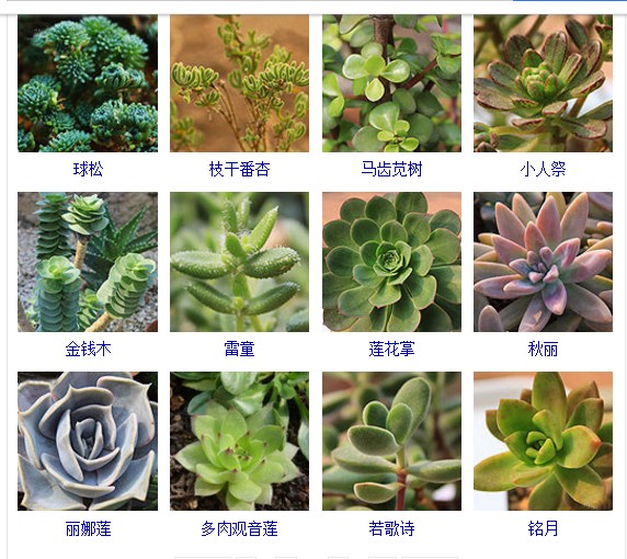 多肉植物的种类和名称大全集锦,多肉植物图片常见多肉100种