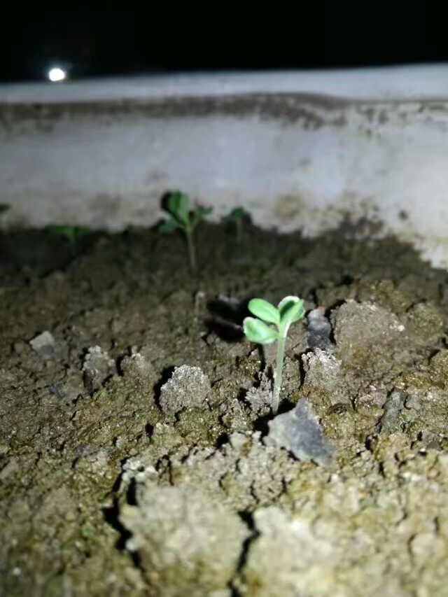 薰衣草陈慧琳金城武见面会,金城武陈慧琳薰衣草天使的翅膀