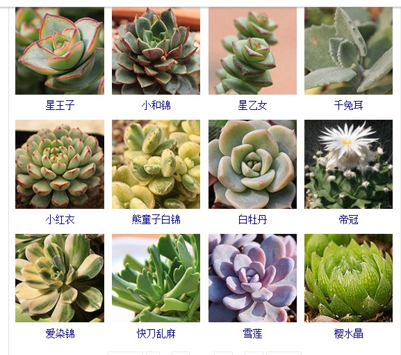 多肉植物的种类和名称大全集锦,多肉植物图片常见多肉100种