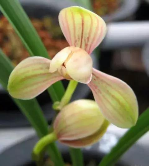 兰花未来市场行情,兰花价格行情在哪里看