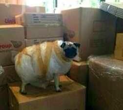 双11在网上买了不少东西,在网上花9.9元买的狗