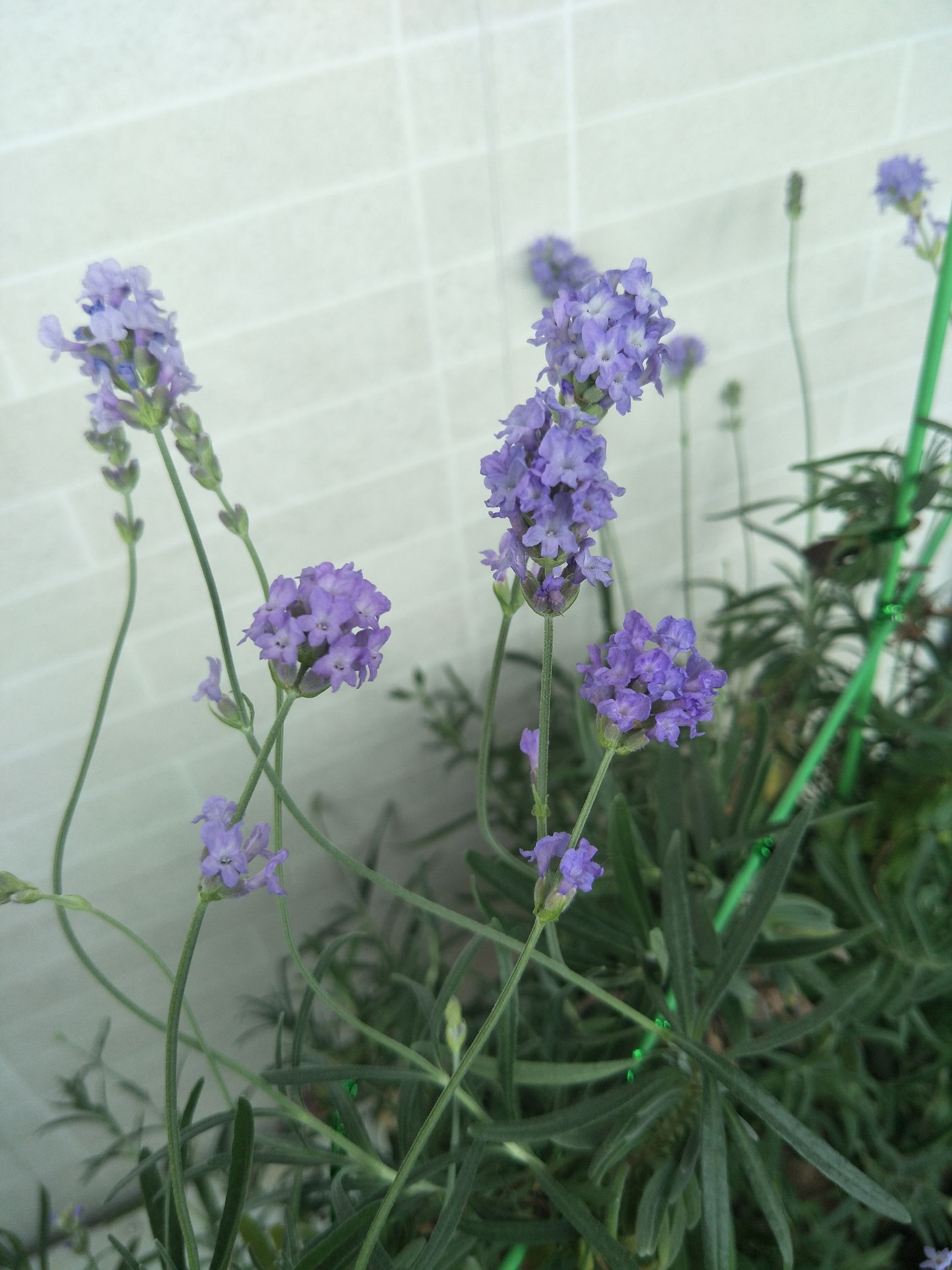 薰衣草陈慧琳金城武见面会,金城武陈慧琳薰衣草天使的翅膀