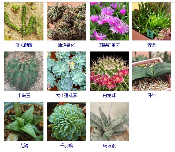 多肉植物的种类和名称大全集锦,多肉植物图片常见多肉100种