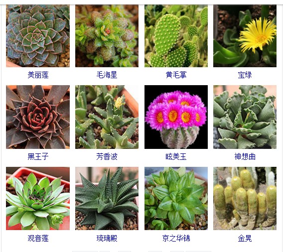 多肉植物的种类和名称大全集锦,多肉植物图片常见多肉100种