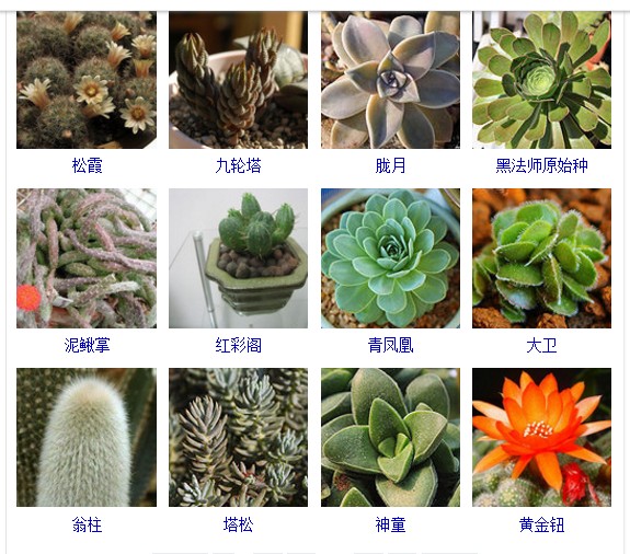 多肉植物的种类和名称大全集锦,多肉植物图片常见多肉100种