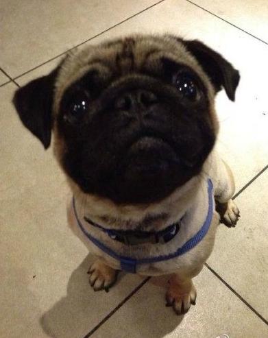 双11在网上买了不少东西,在网上花9.9元买的狗