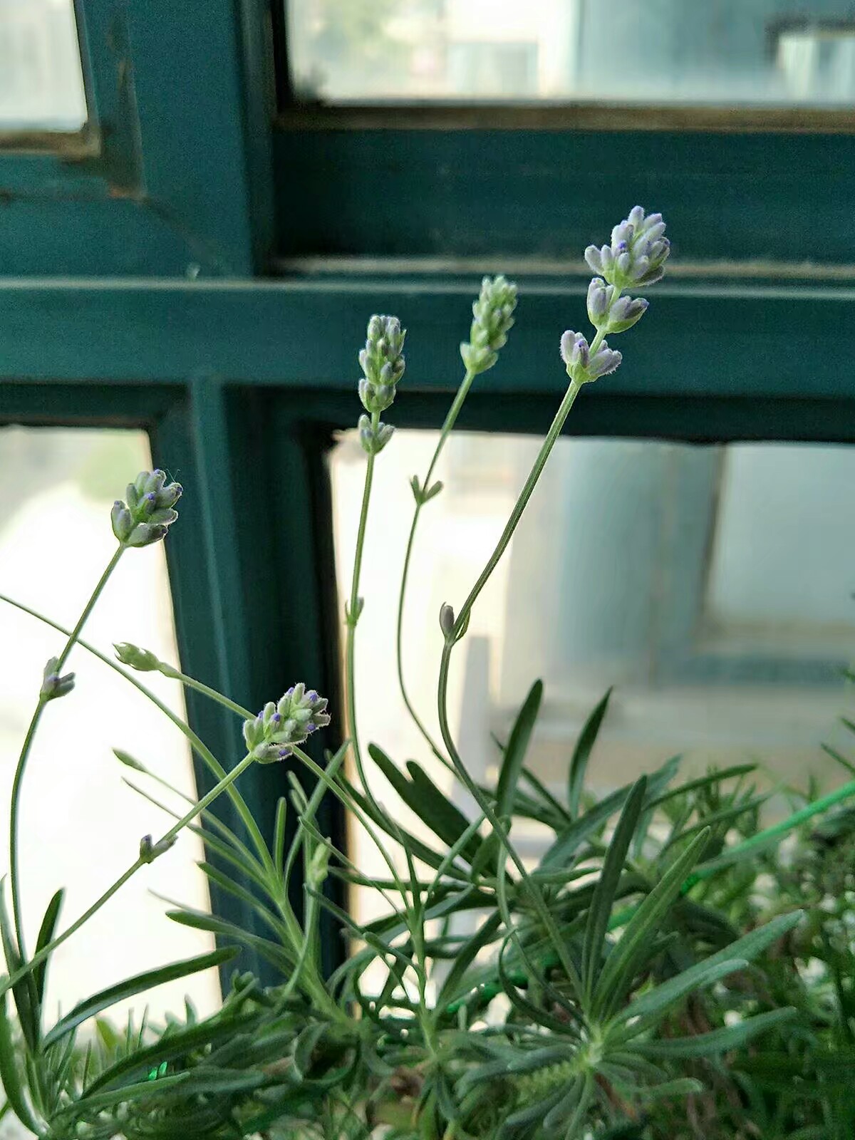 薰衣草陈慧琳金城武见面会,金城武陈慧琳薰衣草天使的翅膀