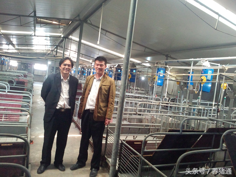 猪场管理养猪技术,猪场种猪管理技术