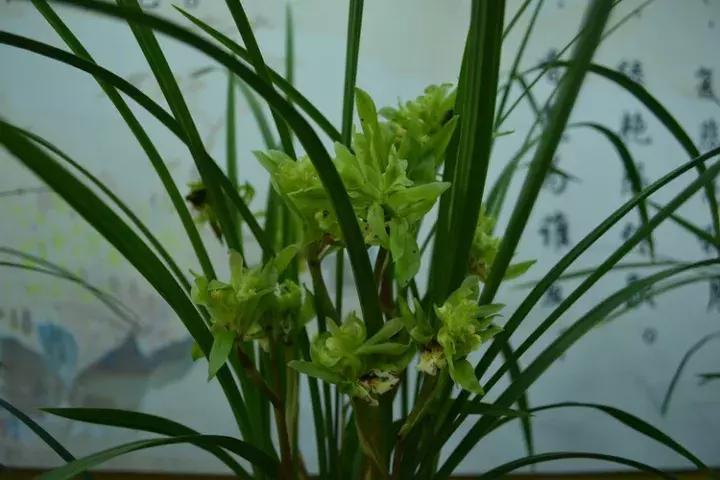 兰花未来市场行情,兰花价格行情在哪里看