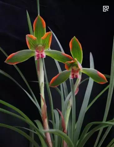 兰花未来市场行情,兰花价格行情在哪里看