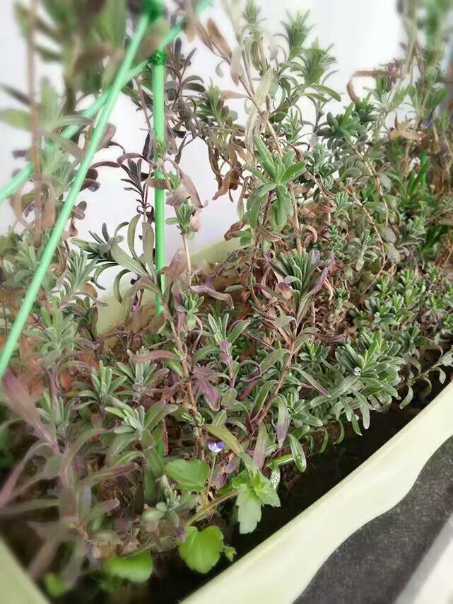 薰衣草陈慧琳金城武见面会,金城武陈慧琳薰衣草天使的翅膀