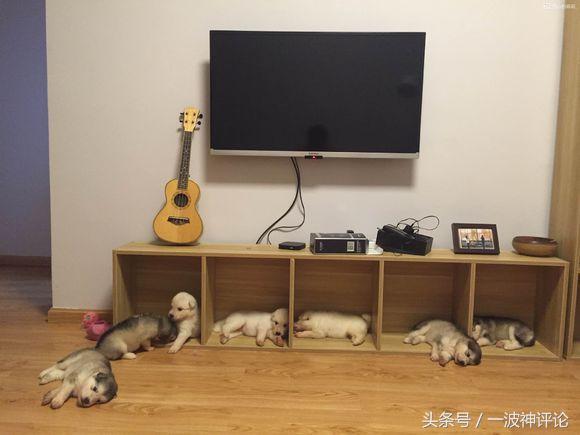 临产阿拉斯加,阿拉斯加过了临产期怎么办