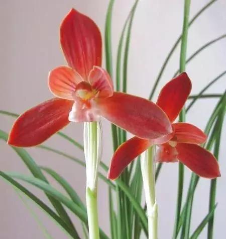 兰花未来市场行情,兰花价格行情在哪里看