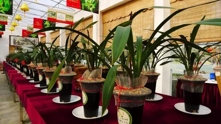 兰花未来市场行情,兰花价格行情在哪里看