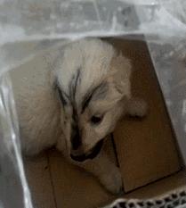 双11在网上买了不少东西,在网上花9.9元买的狗