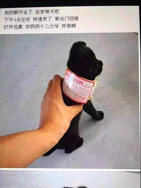 双11在网上买了不少东西,在网上花9.9元买的狗