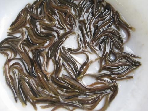 泥鳅仿野生养殖方法,流动活水养泥鳅鱼技术