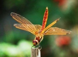 大蜓和蜻蜓区别,蜻蜓的蜻和蜓怎么区分