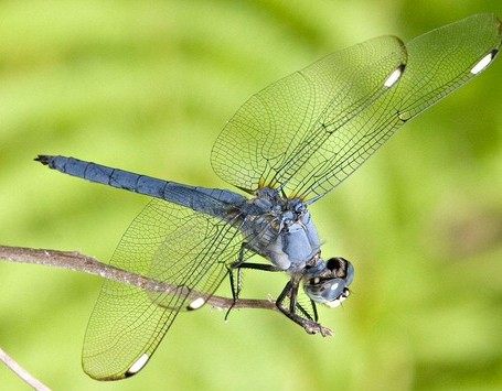 大蜓和蜻蜓区别,蜻蜓的蜻和蜓怎么区分