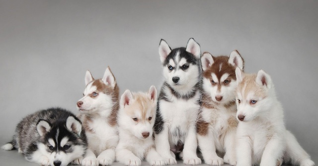 狗狗健康的常见问题,宠物门店问答