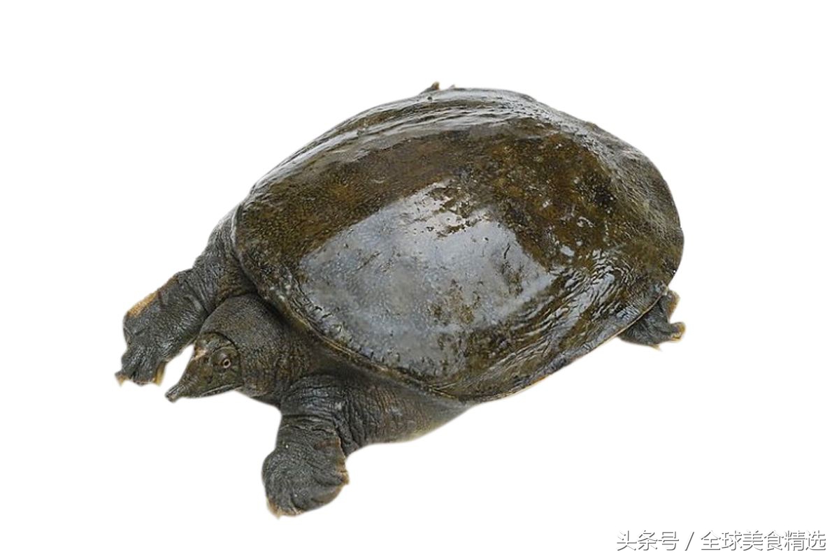 吃哪两种食物可以相克死亡,常吃这5类食物容易引发疾病