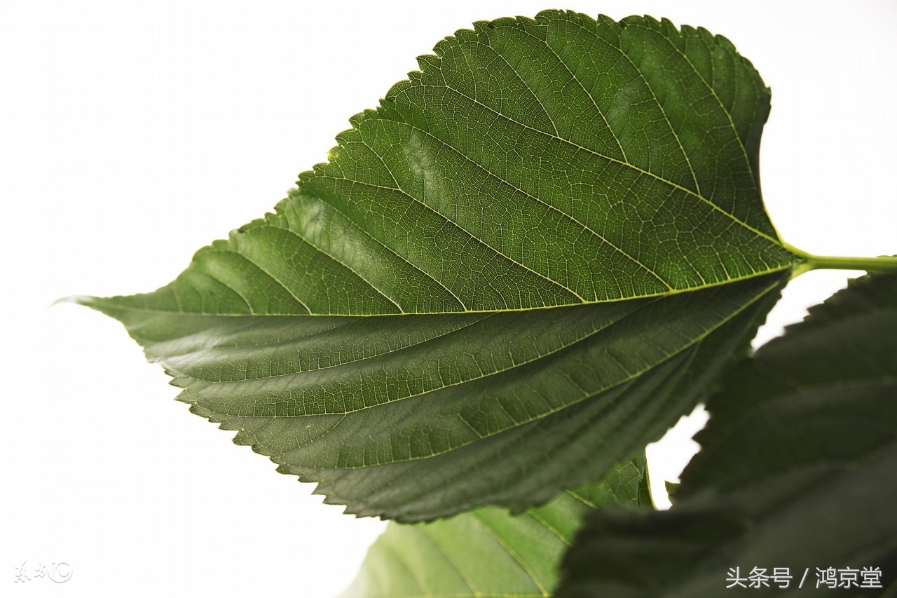 桑叶止汗有奇效,桑叶神仙草功效与作用