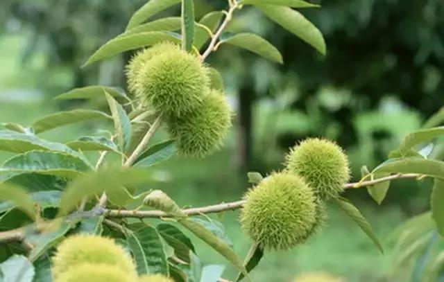 板栗树林旅游攻略,陕西板栗之乡风景图