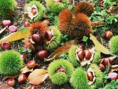 板栗树林旅游攻略,陕西板栗之乡风景图