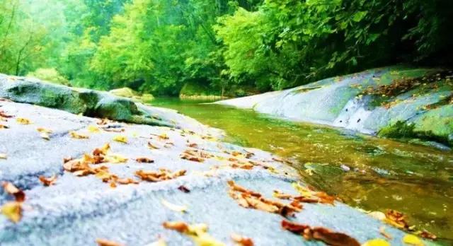 板栗树林旅游攻略,陕西板栗之乡风景图