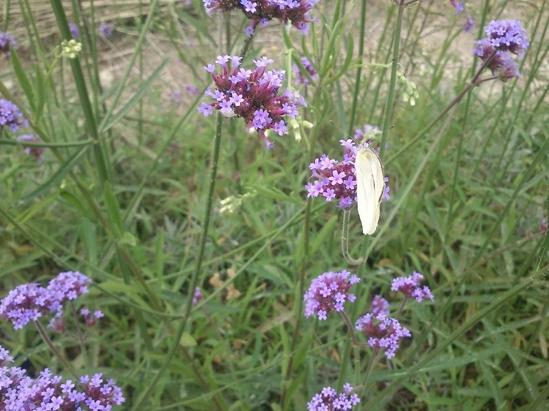 郫都区附近的农家乐和休闲农庄,郫都妈妈农庄照片