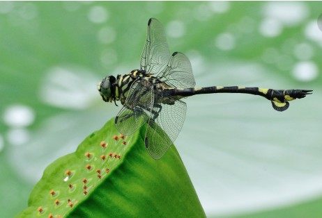 大蜓和蜻蜓区别,蜻蜓的蜻和蜓怎么区分