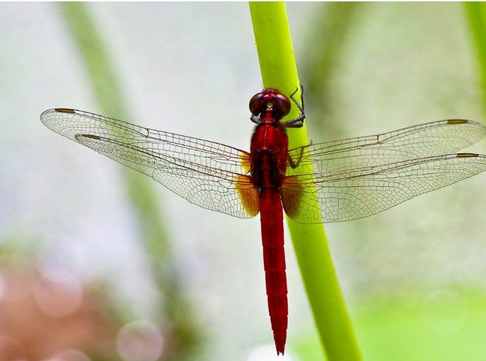 大蜓和蜻蜓区别,蜻蜓的蜻和蜓怎么区分