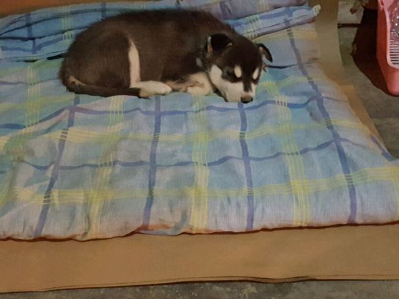 男子花600买了一只哈士奇，网友看之后调侃道：这是二哈的祖宗