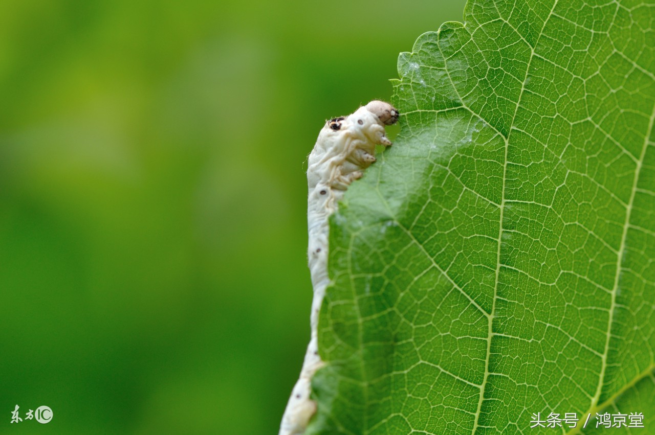 桑叶止汗有奇效,桑叶神仙草功效与作用