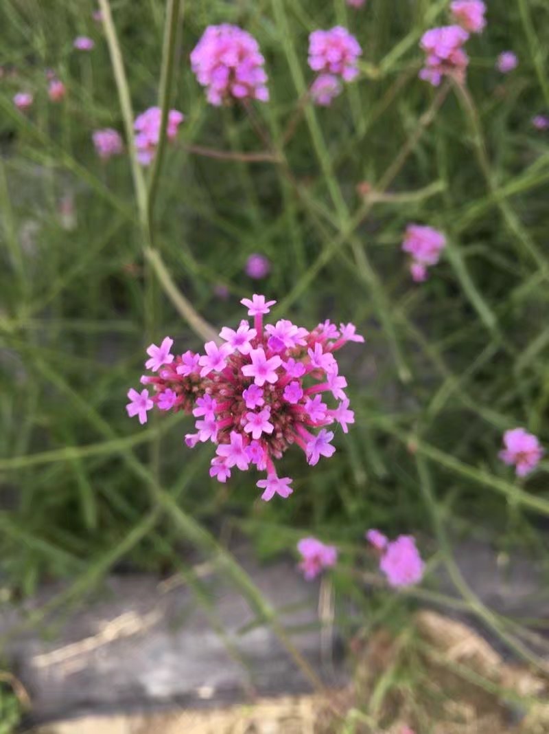 郫都区附近的农家乐和休闲农庄,郫都妈妈农庄照片