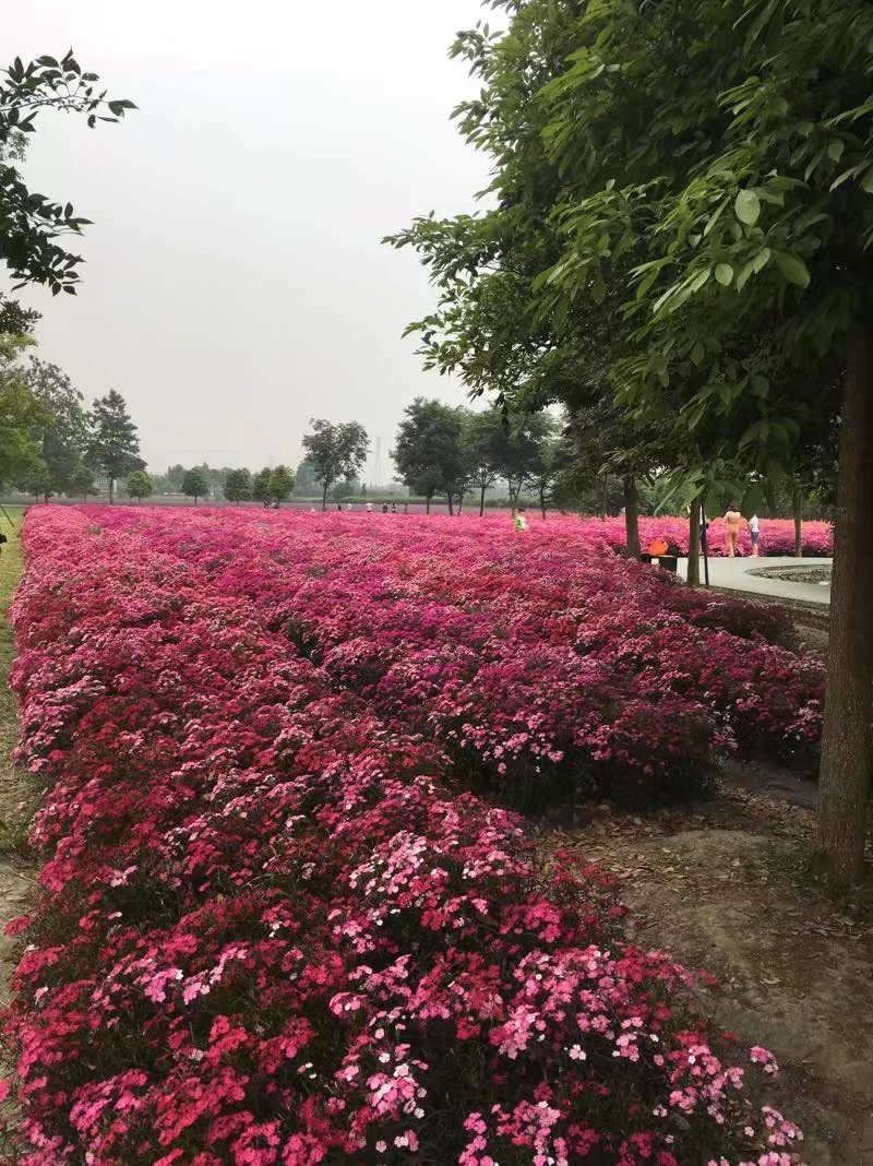 郫都区附近的农家乐和休闲农庄,郫都妈妈农庄照片