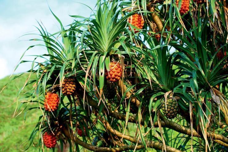 阿刚美食记,阿刚美食家常菜