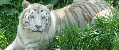 长隆野生动物园一日游日记100字,游玩动物园日记100字