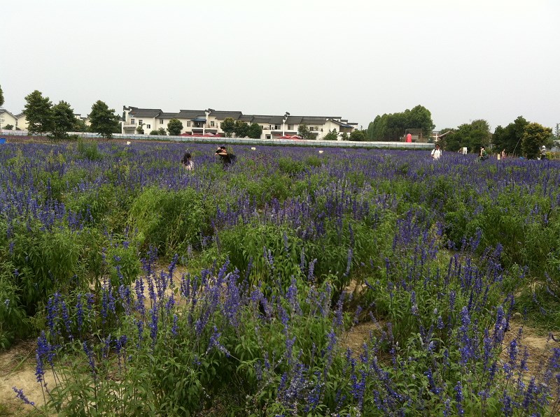 郫都区附近的农家乐和休闲农庄,郫都妈妈农庄照片