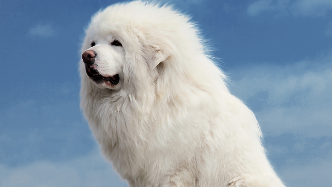 立耳的狗狗品种,狗狗品种大全视频