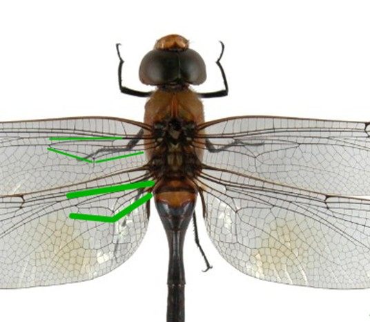 大蜓和蜻蜓区别,蜻蜓的蜻和蜓怎么区分