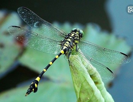 大蜓和蜻蜓区别,蜻蜓的蜻和蜓怎么区分