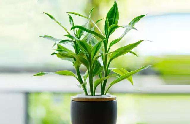 科学除甲醛4种方法从源头把控,除甲醛干货带你了解甲醛