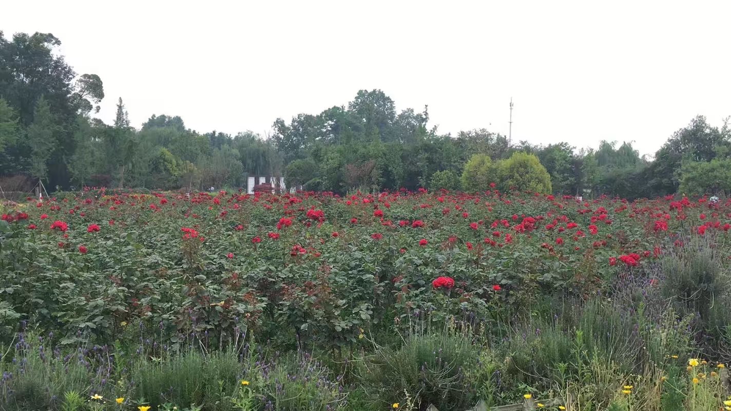 郫都区附近的农家乐和休闲农庄,郫都妈妈农庄照片