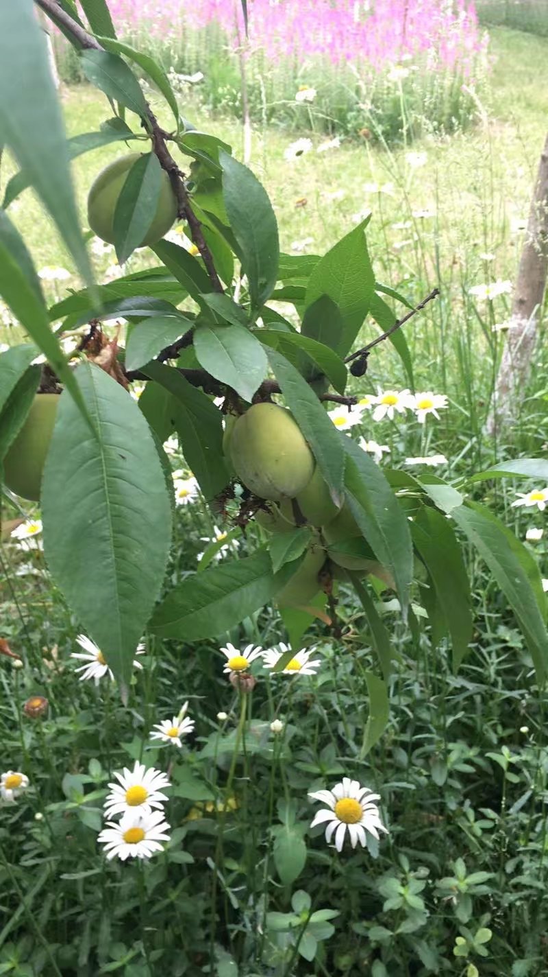 郫都区附近的农家乐和休闲农庄,郫都妈妈农庄照片