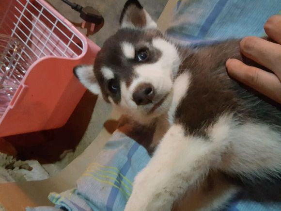 男子花600买了一只哈士奇，网友看之后调侃道：这是二哈的祖宗