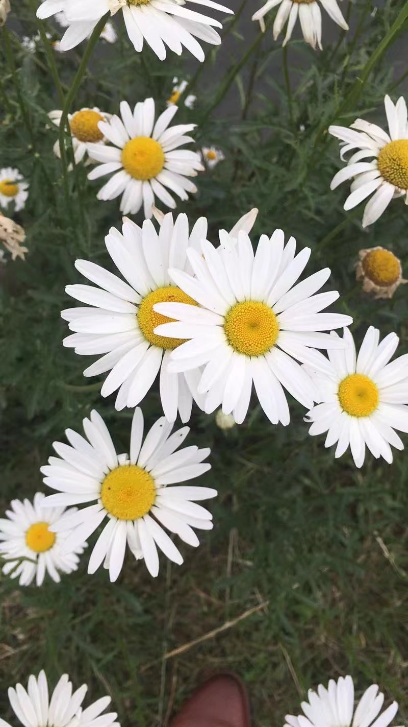 郫都区附近的农家乐和休闲农庄,郫都妈妈农庄照片