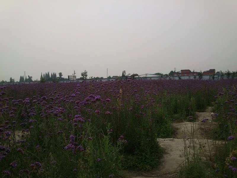 郫都区附近的农家乐和休闲农庄,郫都妈妈农庄照片